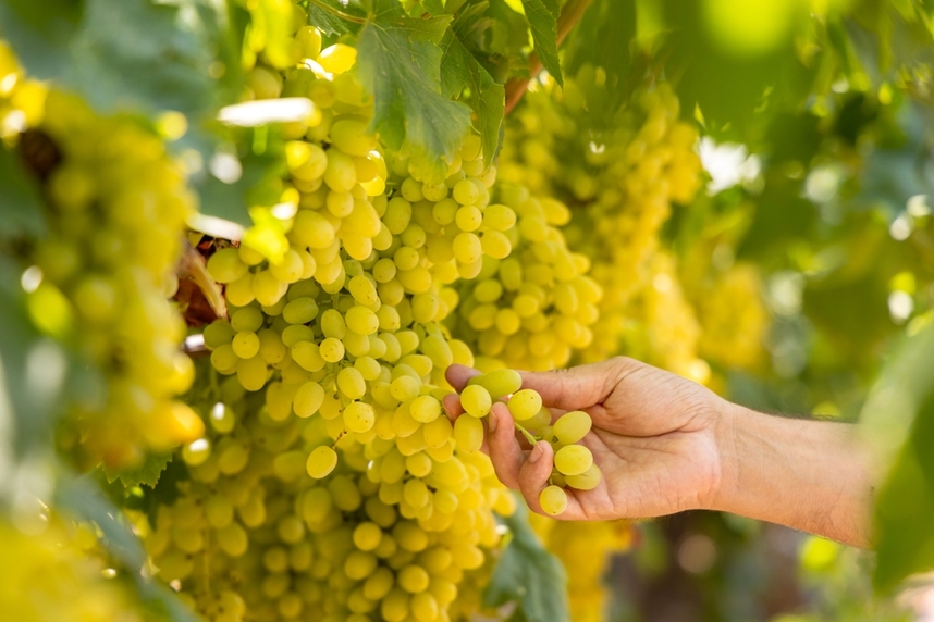 Best Chardonnays and food pairings Best Chardonnays and food pairings